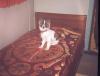 Polack on my bed