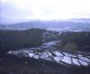 paddies in winter