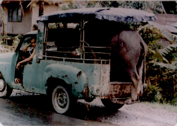 Caribao in jeepney