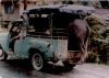 Caribao in jeepney