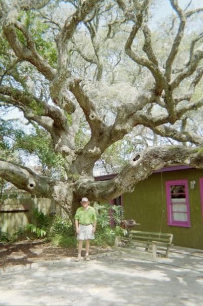Old Toad, Old Tree