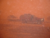 John Puzzo Iraq Sandstorm