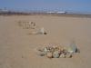 Dog Cemetery