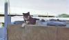 Dog Days