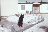Beauty, guard dog